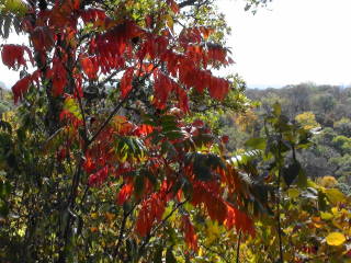 2012-10-03 Sumac_1