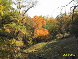 2012-10-03 Waubonsic_maple