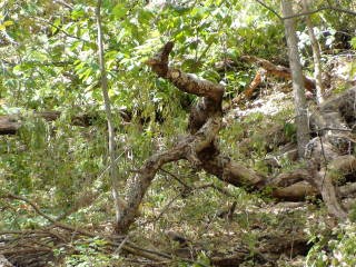 2012-10-03 Waubonsie_Running_Man