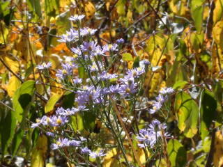 2012-10-03 Waubonsie_asters