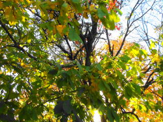 2012-10-03 Waubonsie_trees